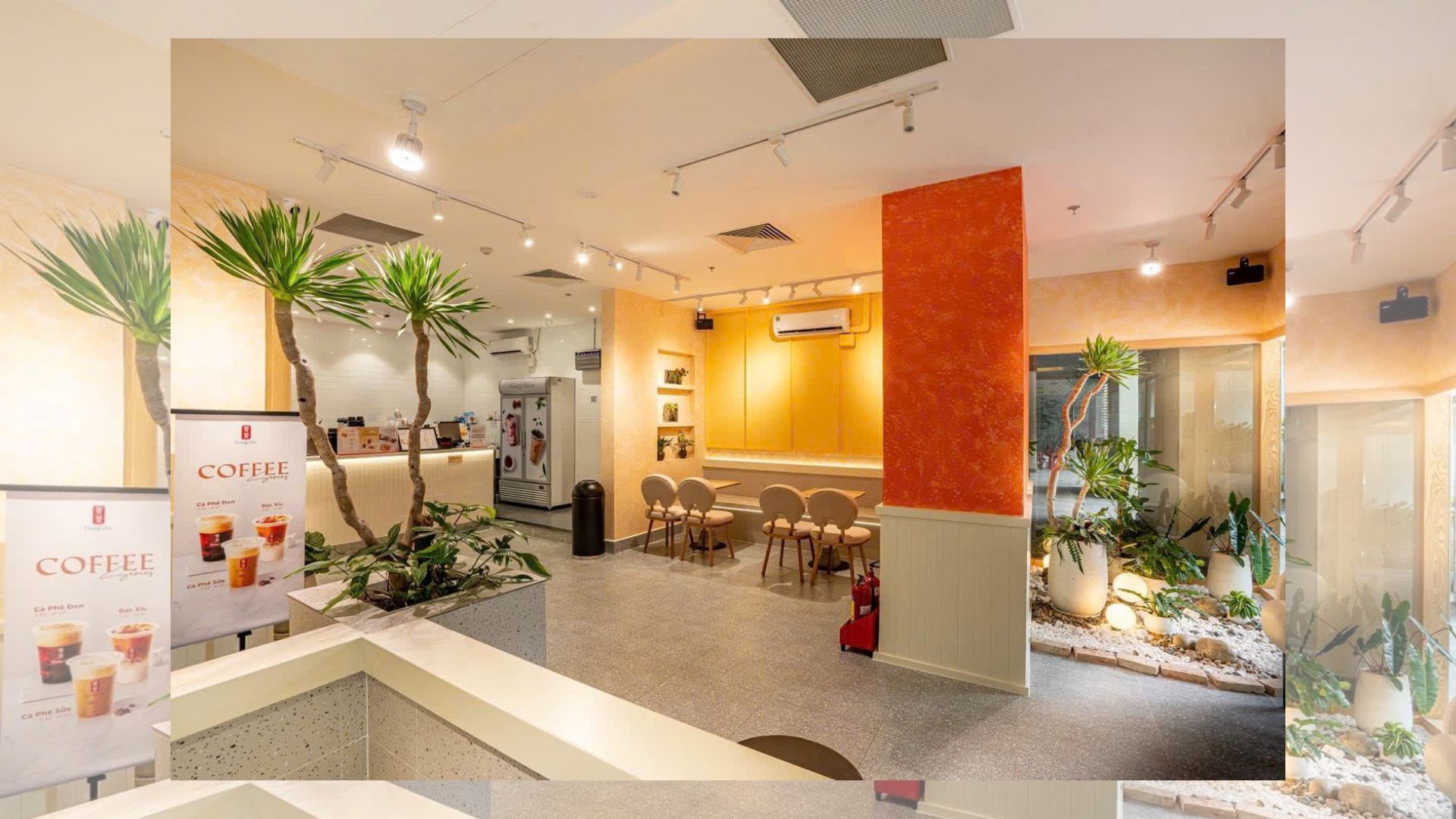 Trồng Cây Phát Tài Núi Trong Nhà Bằng Đèn Quang Hợp